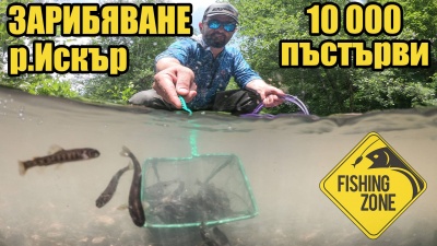 Зарибяване на река Искър.Пуснахме 10 000 рибки