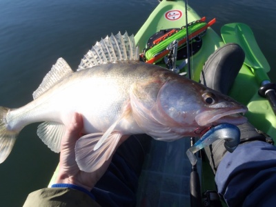 През зимата за бяла риба на язовир Жребчево