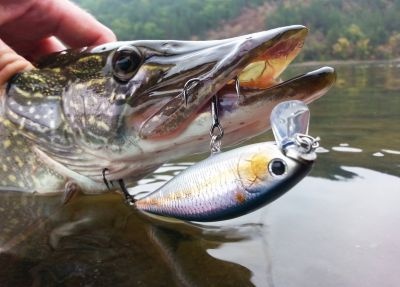 Риболов на щука около София - Враждебна