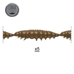 Libra Larva Multi 12.5cm Silicone lure larva