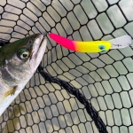 T.H. Tackle | Tailwalk Silverna Taki Nyoro 60mm Hard lure