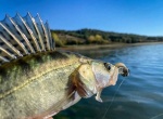 Fiiish Black Minnow No1 Double Combo: 2 Jig Heads 6g + 2 Lure Bodies 7cm - White Red Head / Electric Blue