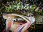 Fiiish Black Minnow No1 Double Combo: 2 Jig Heads 6g + 2 Lure Bodies 7cm - White Red Head / Electric Blue